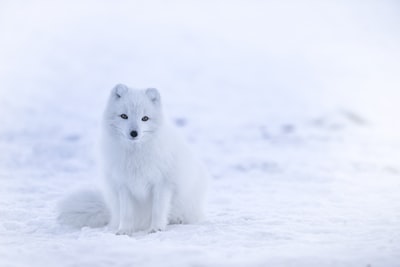 雪狐狸在雪地
